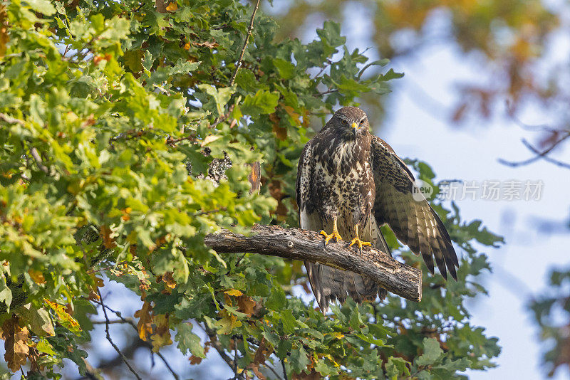 普通秃鹰(Buteo Buteo)